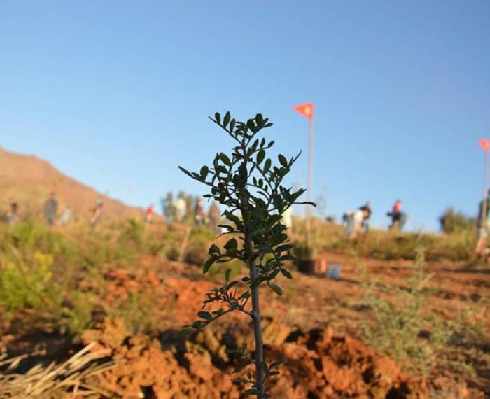 csr malaga reforest